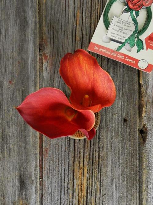 MANGO  BI-COLOR ORANGE/YELLOW MINI CALLA